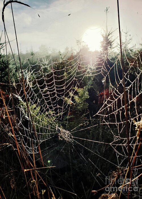 Web Greeting Card featuring the photograph Caleb's Web by Janie Johnson