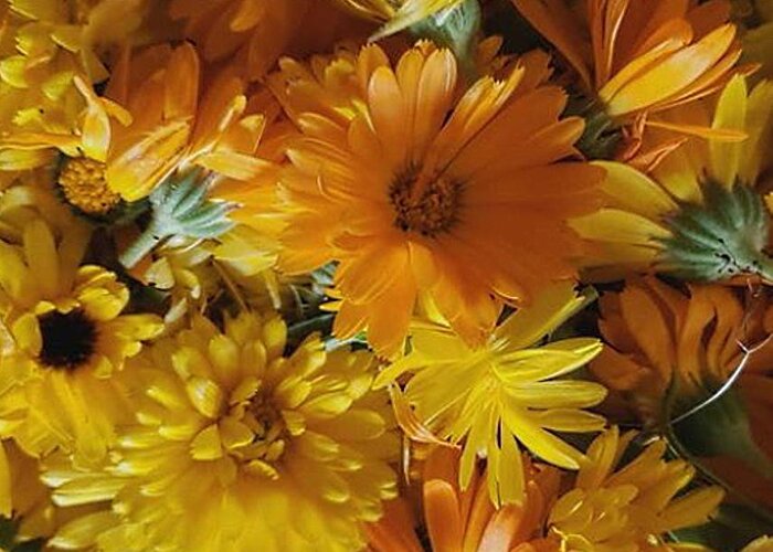 Orange Greeting Card featuring the photograph Calendula Blossom Sunrise by Vicki Noble