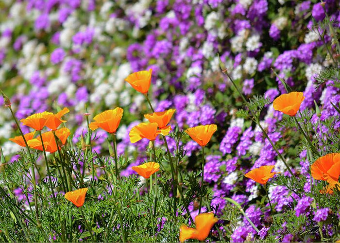 Nature Greeting Card featuring the photograph California Poppies and Latana Blossoms by Brian Tada
