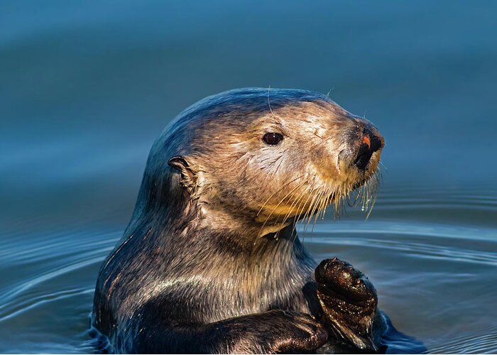 California Coast Greeting Card featuring the photograph California Sea Otter by Mark Miller