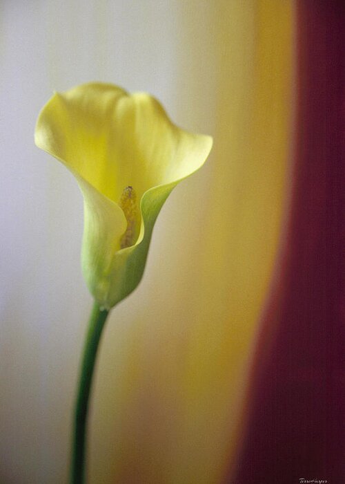 Calla Greeting Card featuring the photograph Calla For O'Keefe by Terri Harper
