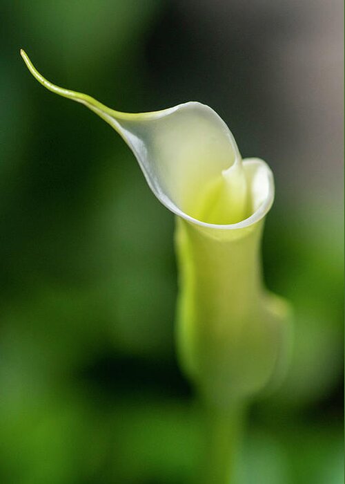 Calla Lily Greeting Card featuring the photograph Calla Lily 2 by Kathy Paynter