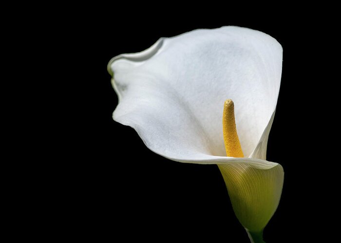 Calla Lily Greeting Card featuring the photograph Calla Lily 3 by Kathy Paynter