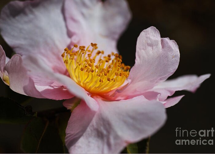 Ericales Greeting Card featuring the photograph Camellia Curves by Joy Watson