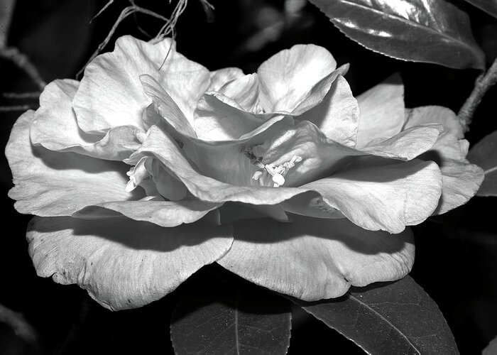Camellia Greeting Card featuring the photograph Camellia in Black and White II by Mingming Jiang