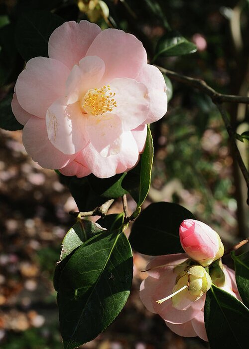 Brooklyn Greeting Card featuring the photograph Camellia japonica L. by Stephen Russell Shilling