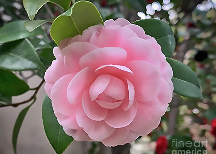 Floral Greeting Card featuring the digital art Camellia Soft Pink Bloom by Kirt Tisdale