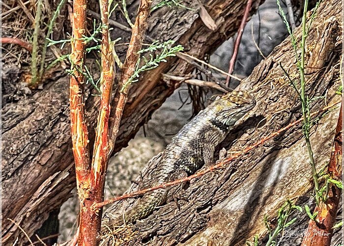 Lizard Greeting Card featuring the photograph Camouflage by Barbara Zahno