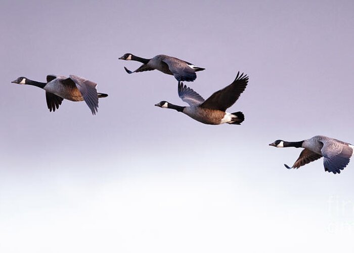 Winter Greeting Card featuring the photograph Canada Geese in Flight by Rehna George