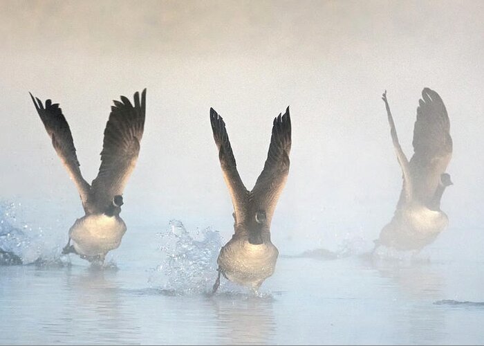 Canada Geese Greeting Card featuring the photograph Canada Geese in the Mist 2208-010220-2 by Tam Ryan
