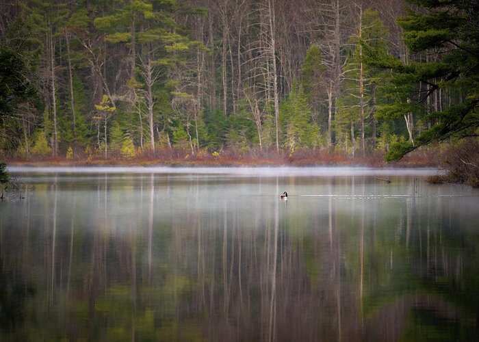 Nature Greeting Card featuring the photograph Canada Goose on a Misty Swift River Morning by William Dickman