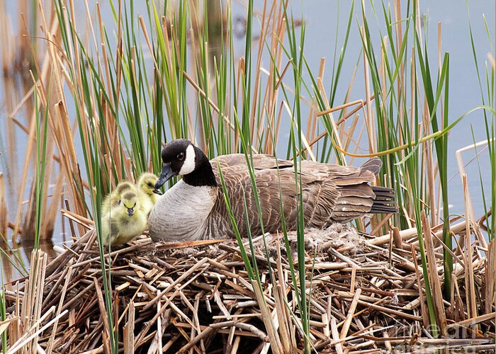 Goose Greeting Card featuring the photograph Canada Goose with Chicks by Dennis Hammer