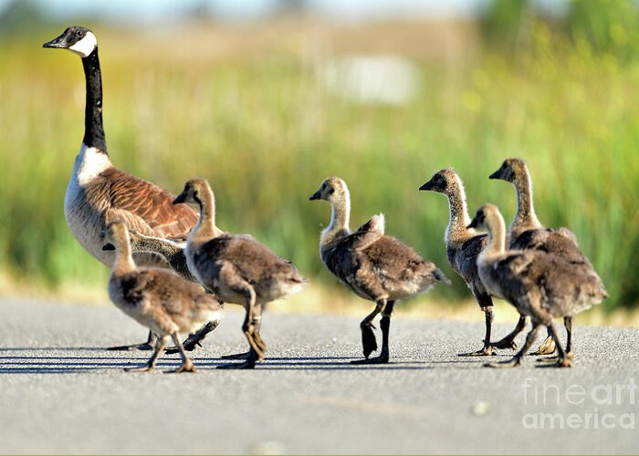 Canada Greeting Card featuring the photograph Canada goose with gosling by Amazing Action Photo Video