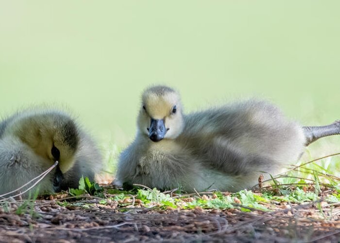 Canada Goslings Greeting Card featuring the photograph Canada Goslings 3491-041322-2 by Tam Ryan
