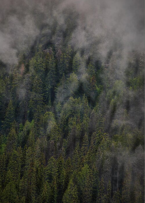 Nature Greeting Card featuring the photograph Canadian Forest by Jon Glaser
