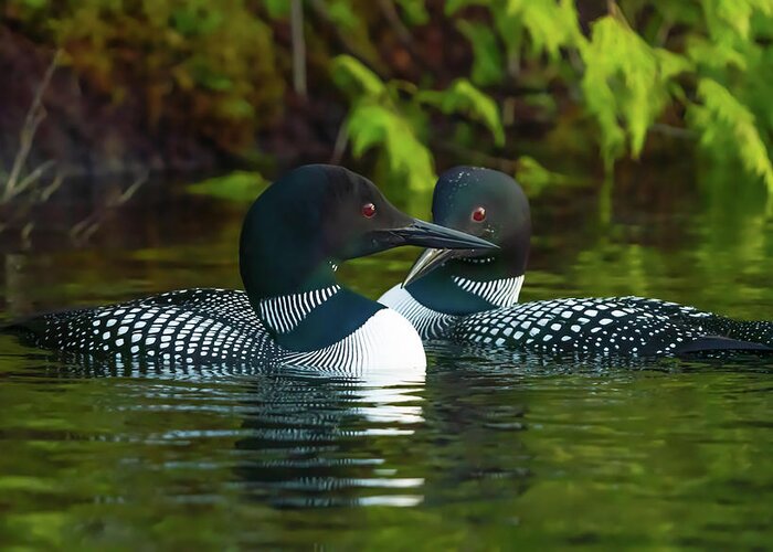 Loons Greeting Card featuring the photograph Canadian Loons 12 by Ron Long Ltd Photography