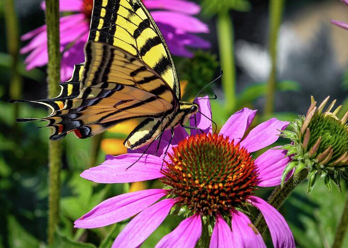 Canadian Greeting Card featuring the photograph Canadian Tiger Swallowtail by Douglas White