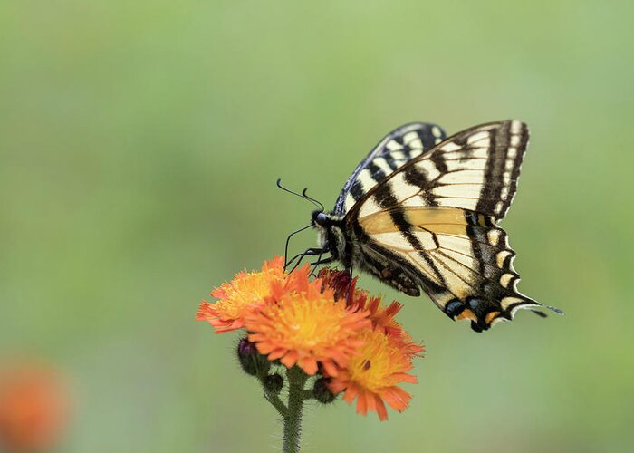 Quebec Greeting Card featuring the photograph Canadian tiger swallowtail by Mircea Costina Photography