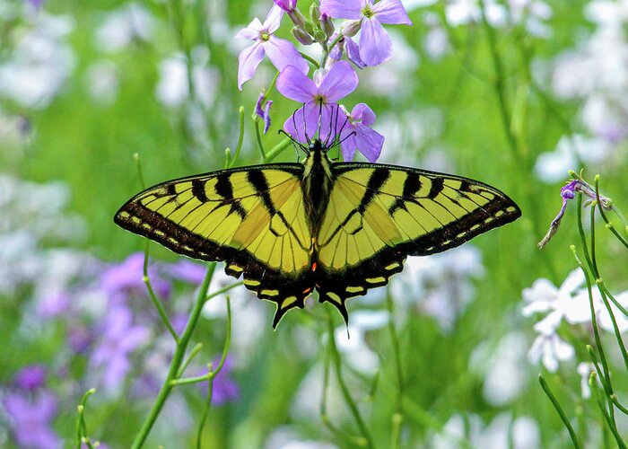 Butterfly Greeting Card featuring the photograph Canadian Tiger Swallowtail by Steve Brigode