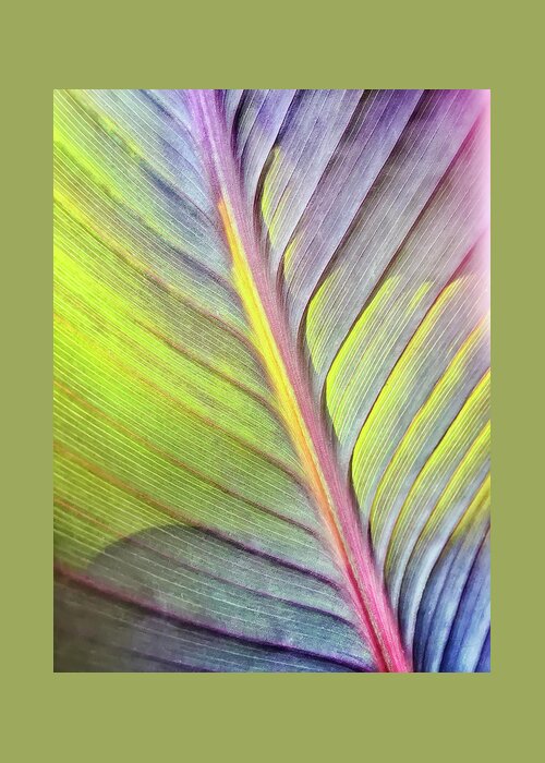 Canna Greeting Card featuring the photograph Canna 9 by Jill Love