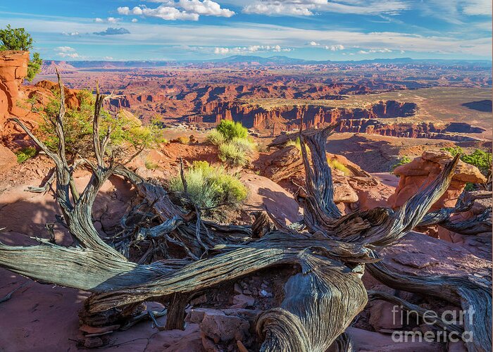 America Greeting Card featuring the photograph Canyonlands White Rim by Inge Johnsson