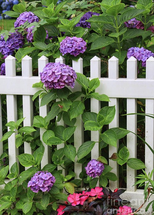 Hydrangeas Greeting Card featuring the photograph Cape Cod Garden by Jayne Carney