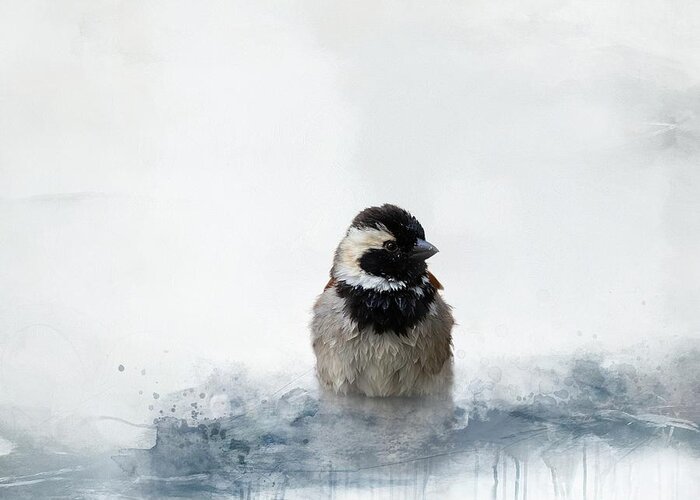 Cape Sparrow Greeting Card featuring the mixed media Cape Sparrow Male Bathing by Eva Lechner