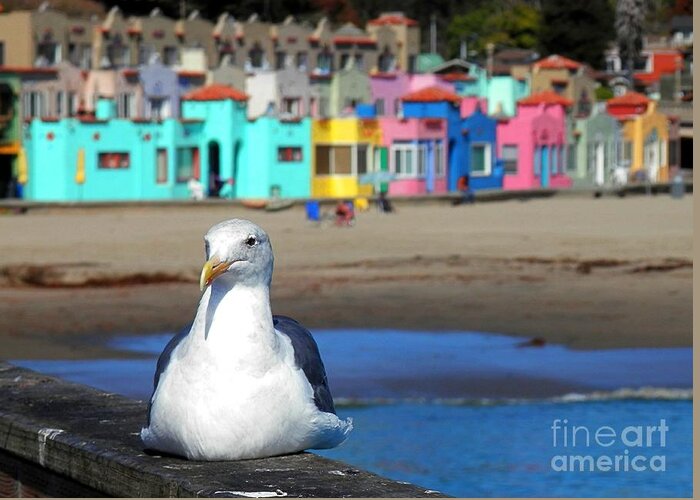 Capitola Greeting Card featuring the photograph Capitola And The Seagull by Claudia Zahnd-Prezioso