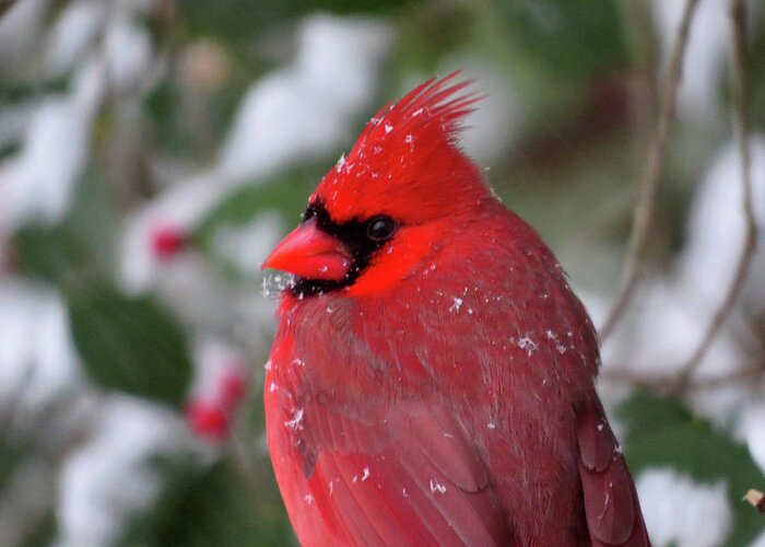 Birds Greeting Card featuring the photograph Cardinal in Snowy Holly Tree by Linda Stern
