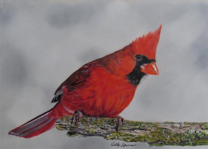 Bird Greeting Card featuring the drawing Cardinal by Kelly Speros