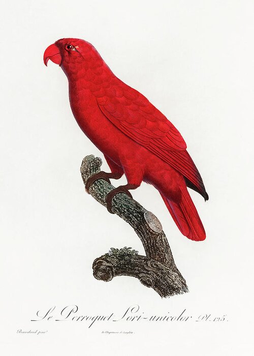 Cardinal Lory Greeting Card featuring the mixed media Cardinal Lory by World Art Collective