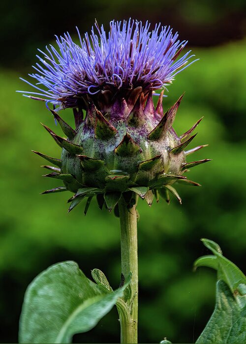 Flowers Greeting Card featuring the photograph Cardoon by Flees Photos