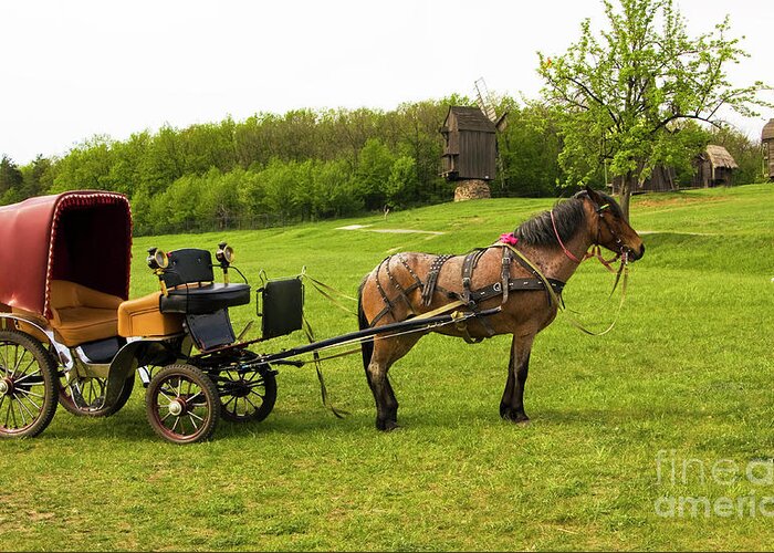 Horse Greeting Card featuring the photograph Carriage with brown horse by Irina Afonskaya