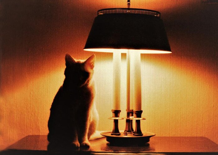 Cat Lamp Desk Light Shadow Greeting Card featuring the photograph Cat Lamp by John Linnemeyer