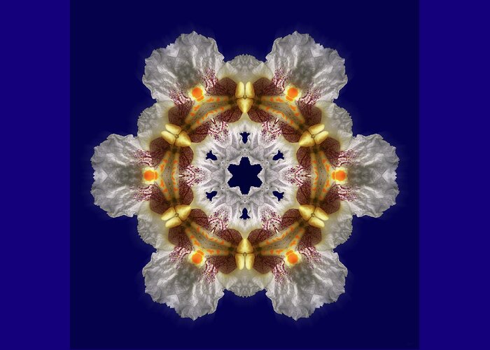 Catalpa Greeting Card featuring the photograph Catalpa Blossom Snowflake - kaleidoscope view of catalpa blosssom closup by Peter Herman