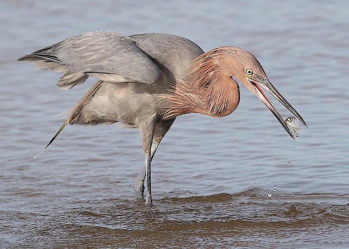 Reddish Egret Greeting Card featuring the photograph Catch is not Secured Yet by Mingming Jiang