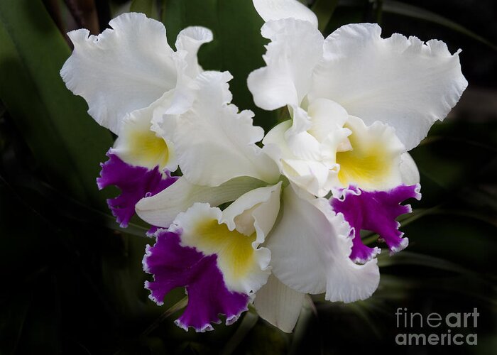 Cattleya Greeting Card featuring the photograph Cattleya Orchid in White Yellow and Violet by L Bosco