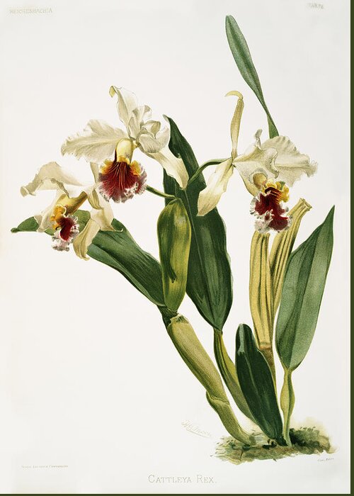 Reichenbachia Orchids Greeting Card featuring the painting Cattleya rex Orchid by World Art Collective