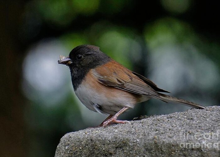 Dark Eyed Junco Greeting Card featuring the photograph Caught by Tony Lee