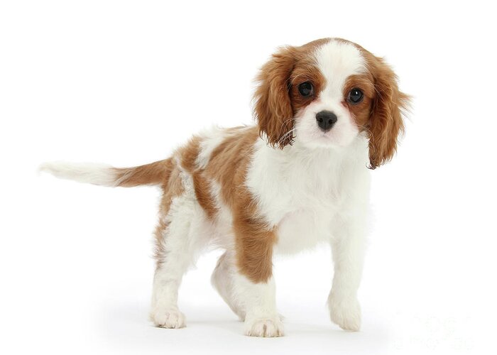King Charles Spaniel Greeting Card featuring the photograph Cavalier King Charles Spaniel pup by Warren Photographic