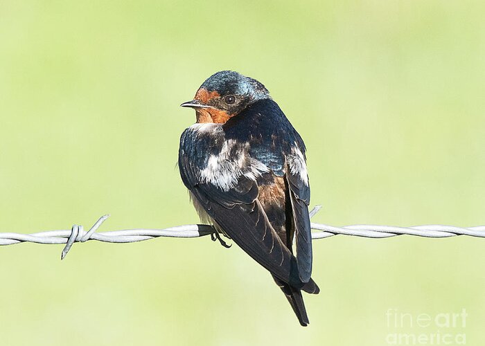 Bird Greeting Card featuring the photograph Cave Swallow by Dennis Hammer