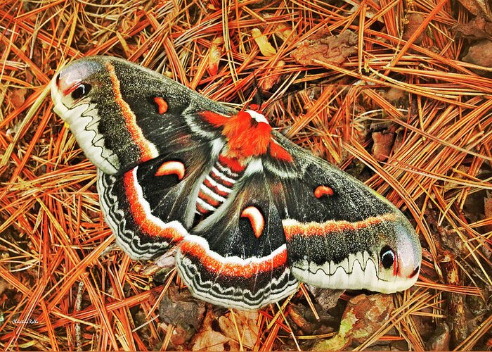 Cecropia Moth Greeting Card featuring the photograph Cecropia Moth by Christina Rollo