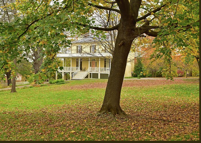 Cedar Grove Greeting Card featuring the photograph Cedar Grove, Autumn by Nancy De Flon