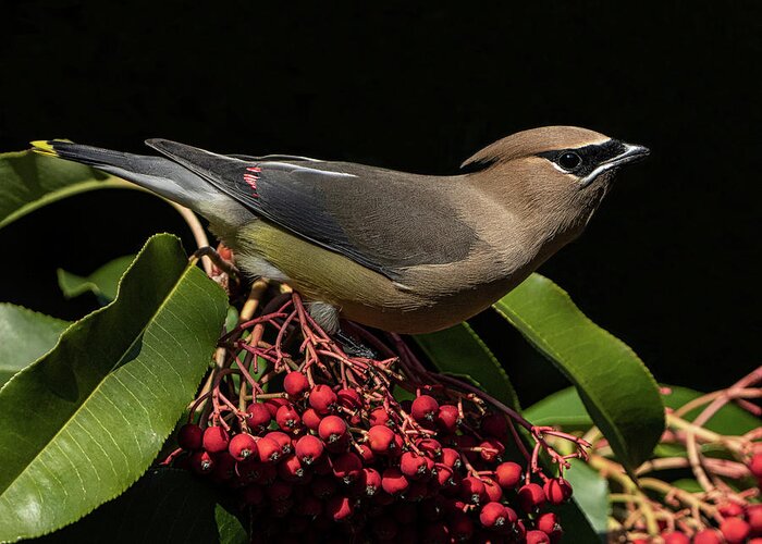 Cedar Waxwing Greeting Card featuring the photograph Cedar Waxwing 2 by Mary Catherine Miguez