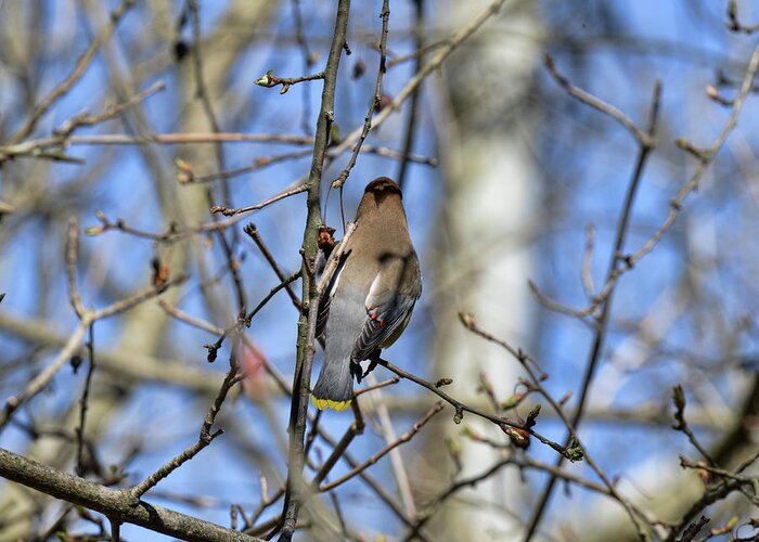  Greeting Card featuring the photograph Cedar Waxwing 5 by David Armstrong