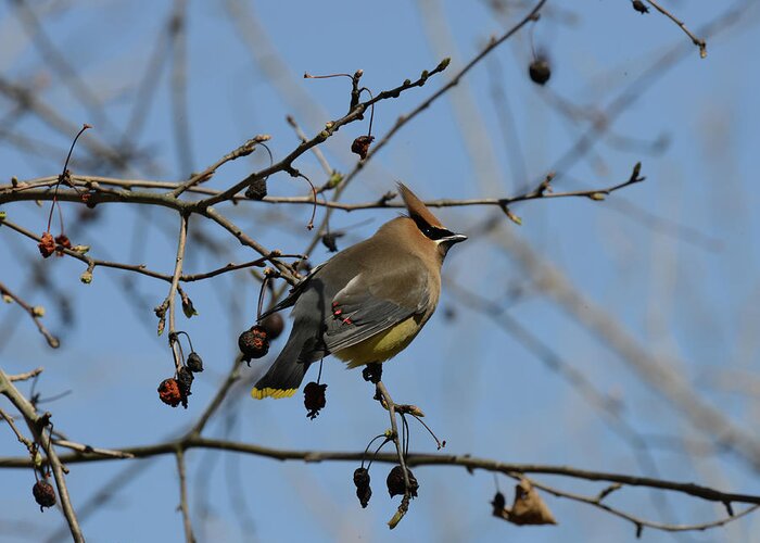 Cedar Waxwing Greeting Card featuring the photograph Cedar Waxwing by David Armstrong