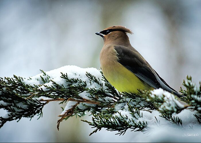 Birds Greeting Card featuring the photograph Cedar Waxwing in Winter by Jim Carlen