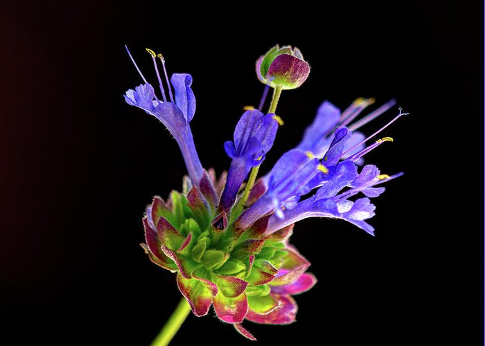 Celestial Blue Salvia Greeting Card featuring the photograph Celestial Blue Salvia by Joe Schofield