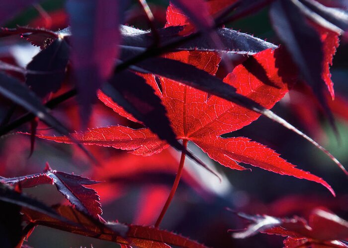 Japanese Maple Greeting Card featuring the photograph Center of Attention - by Julie Weber