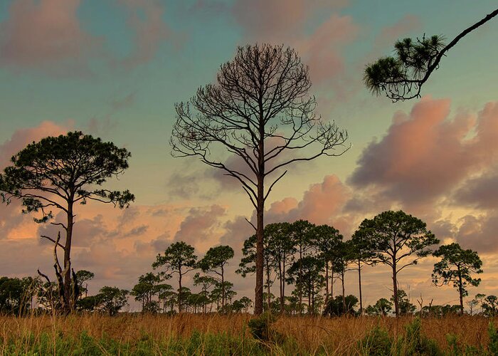 Trees Greeting Card featuring the photograph Central Florida sunset by Carolyn D'Alessandro